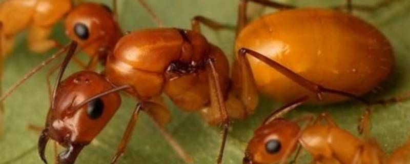 哪些小动物会团结合作（哪些小动物会团结合作请写出两个）