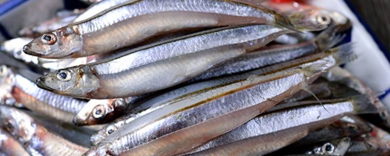丁香鱼和银鱼的区别 银鱼和沙丁鱼的区别