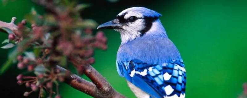 布谷鸟的另外一个名字是什么 布谷鸟还有什么名字