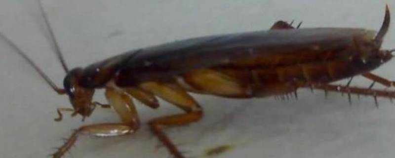 蟑螂拍死后如何处理地面 蟑螂直接拍死在地上可以吗