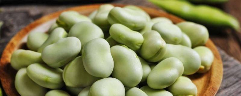 蚕豆种子各部分的作用 蚕豆种子各部分的作用四年级