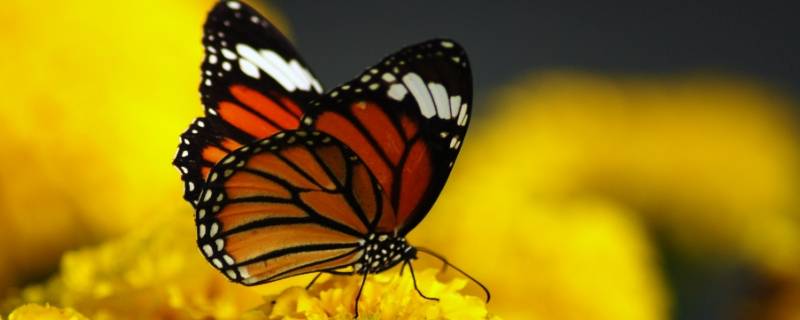 怎样才算昆虫（怎样才算昆虫呢）