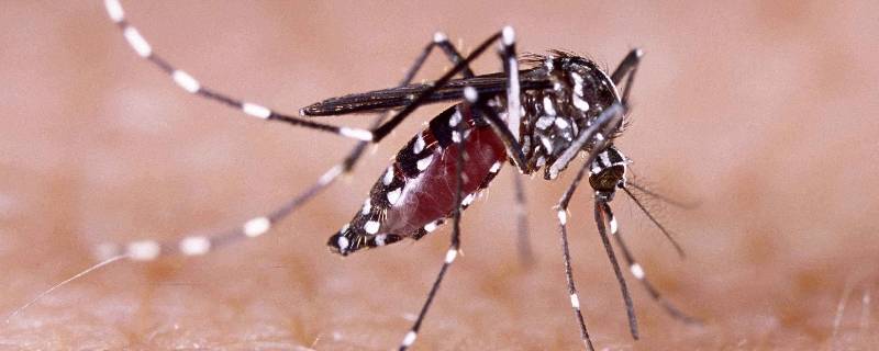 蚊香是赶走蚊子还是杀死蚊子（蚊香驱赶蚊子还是杀死蚊子）