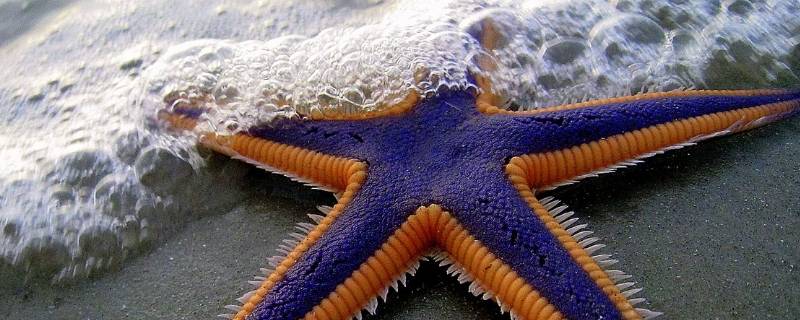 海星吃黄的还是绿的（海星吃黄色还是绿色）