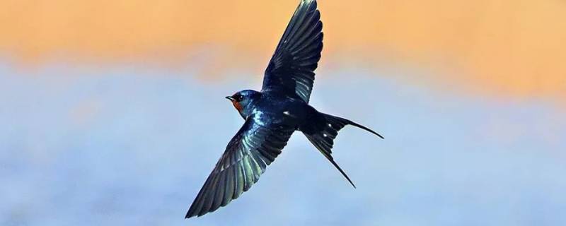 小燕子能养活吗 小燕子养的活吗