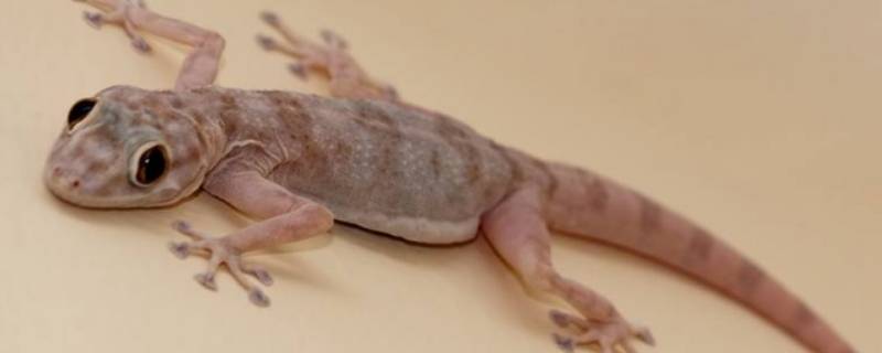 壁虎能活多久（壁虎能活多久?）