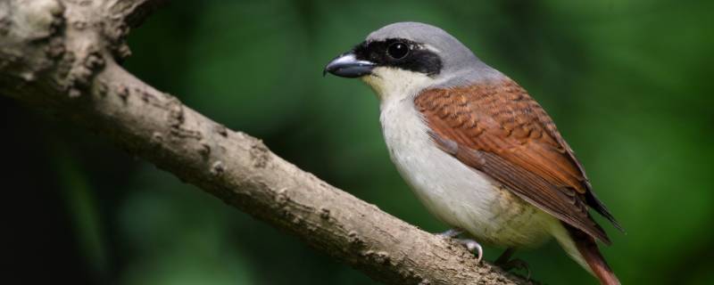 杜鹃鸟蛋是什么颜色的 杜鹃鸟蛋的图片