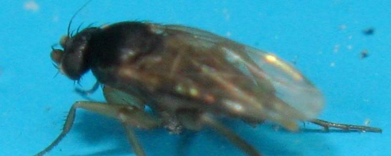 为什么家里会有蚤蝇 家里有蚤蝇正常吗