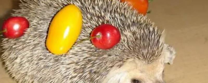 刺猬怎么繁殖后代（刺猬怎么繁衍下一代）