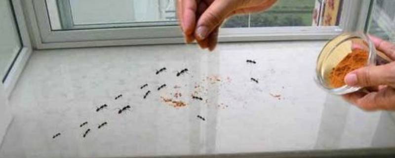 阳台上有蚂蚁怎么根除 阳台花盆里的蚂蚁如何消除