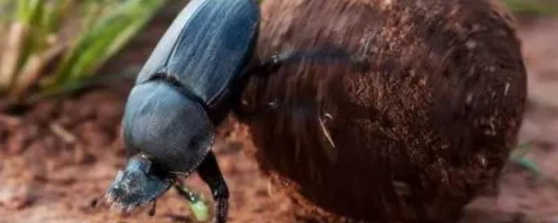 蜣螂的外形 蜣螂的外形特征在昆虫记里面的描写