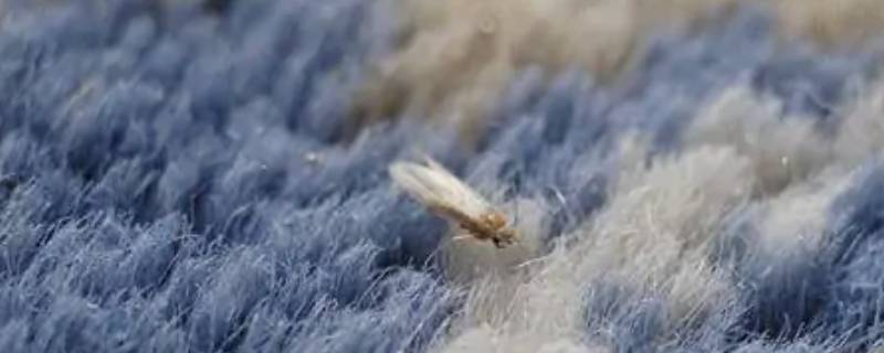 衣蛾一般什么季节出现（衣蛾冬天还有吗）