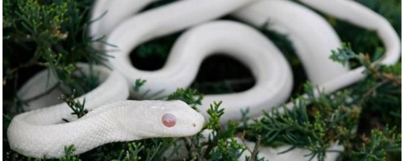 白色蛇是什么蛇 白色的蛇是什么蛇?