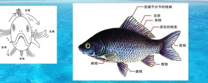 鱼鳍在哪个部位 鱼鳍是鱼的哪个部位图片