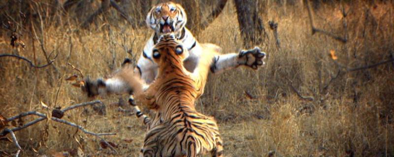 老虎的天敌是谁 老虎的天敌是什么动物