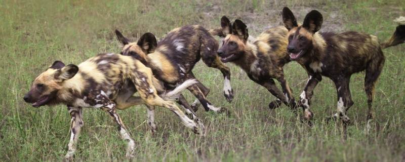 非洲野犬与鬣狗的区别 非洲鬣狗和野犬