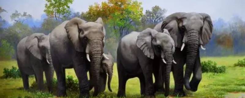 大象怎么叫 宝宝大象怎么叫
