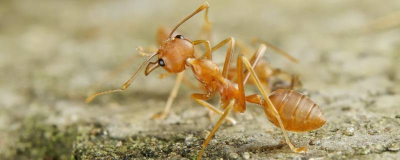 小黄蚂蚁怎么来的（小黄蚂蚁是什么蚂蚁）