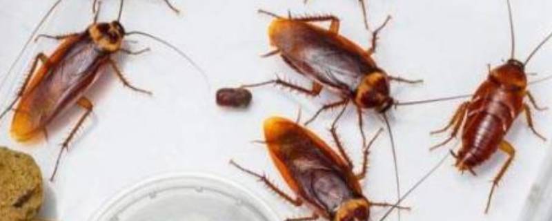 蟑螂怕啥 蟑螂怕什么气味和东西