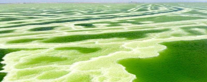 察尔汗盐湖为什么是绿色的 察尔汗盐湖和茶卡盐湖是一个地方吗