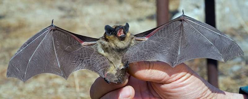 蝙蝠的繁殖方式是什么（蝙蝠是怎么繁殖后代的方式）