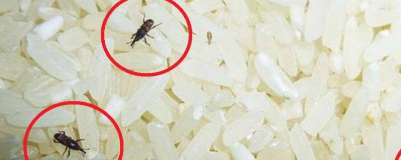 米虫会在家里繁殖吗 米虫会自己繁殖吗