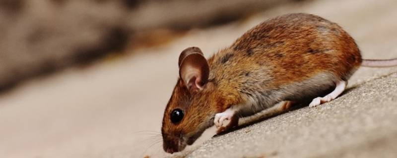 消灭老鼠快速有效的方法 怎么能快速消灭老鼠