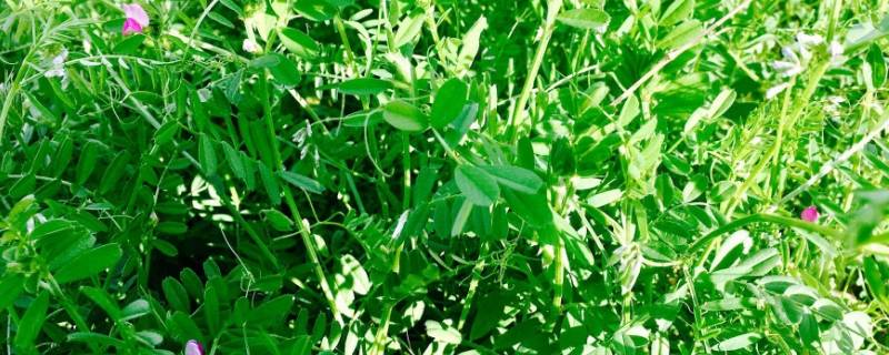 野豌豆苗可以吃吗（野生豌豆苗吃法）
