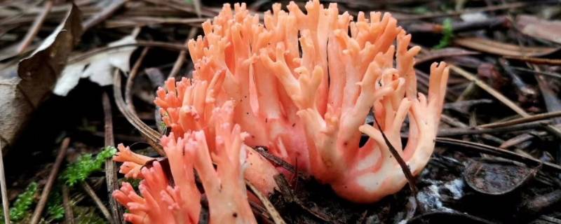 像珊瑚一样的菌菇是什么（与珊瑚菌很像的蘑菇）