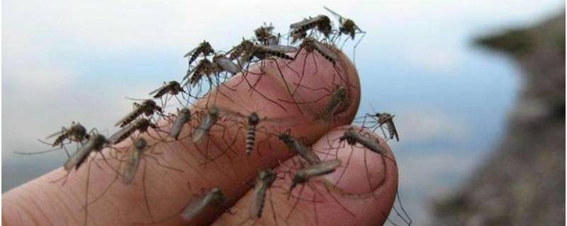 蚊子长什么样子 有毒的蚊子长什么样子