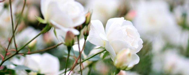 白玫瑰寓意是什么意思 白玫瑰寓意是什么意思14含义朵玫瑰花