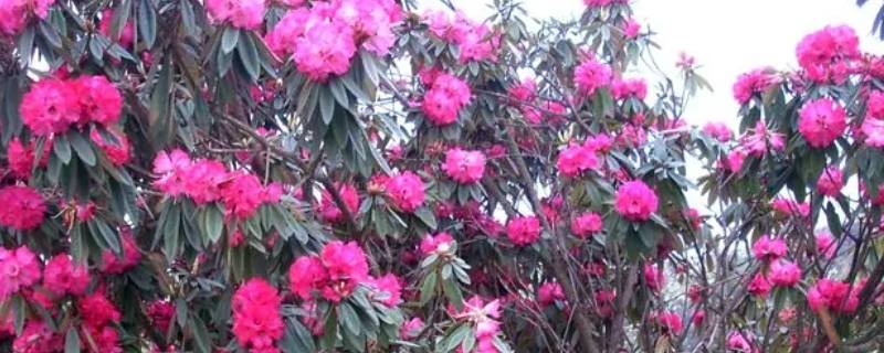 中国杜鹃花之乡在哪里 哪里的杜鹃花