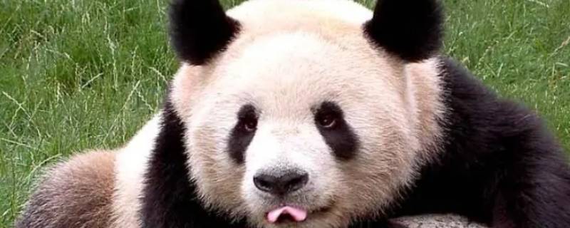 国宝大熊猫的生活习性