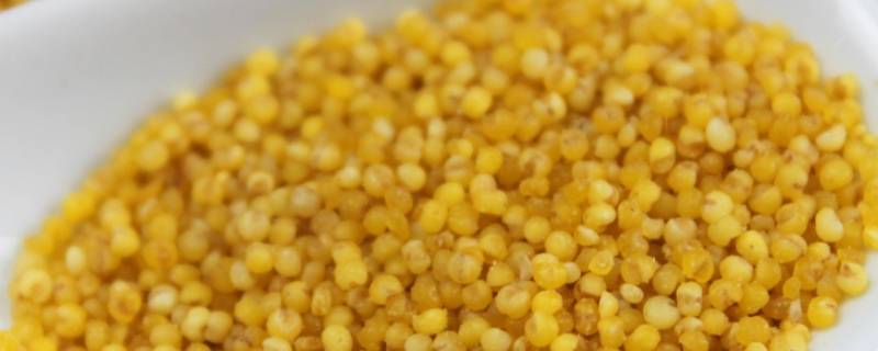 黄粟米是什么米 黄粟米的作用