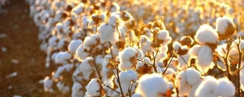棉花的特点和作用是什么（棉花具有哪两大特性）