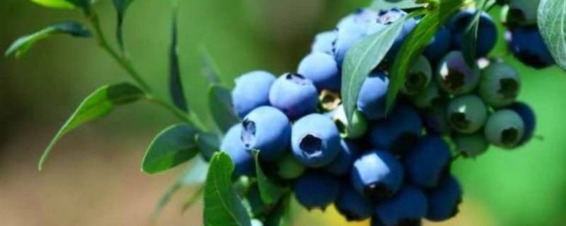 蓝莓是蓝色还是紫色 蓝莓是紫色的为什么叫蓝莓