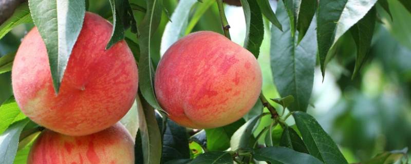 桃子的胚珠发育成什么 桃子的珠被发育成什么