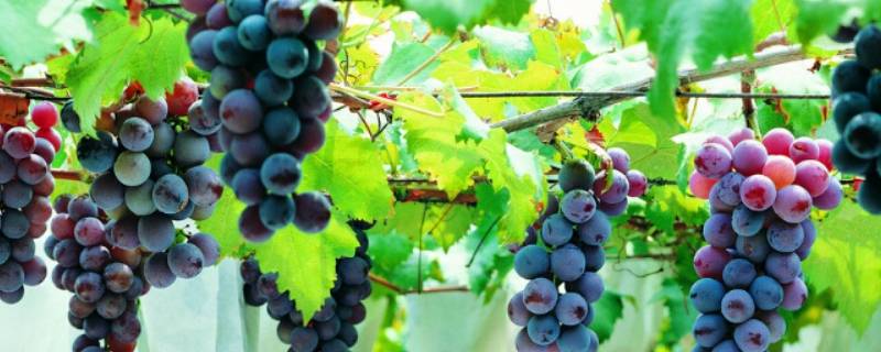 葡萄可以放几天 夏天葡萄可以放几天