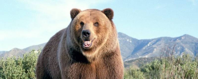 熊属于什么科 熊属于什么科动物