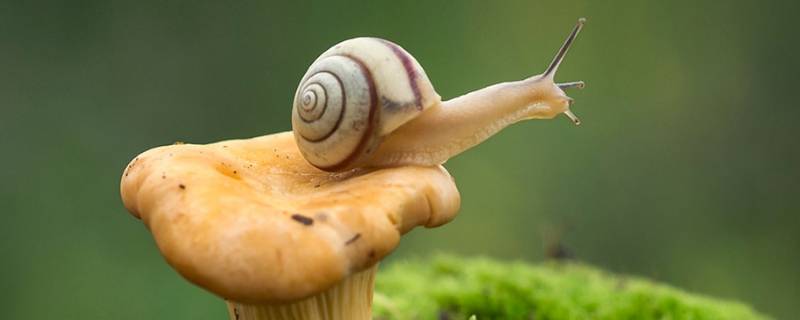 野生蜗牛能不能吃 野生蜗牛能不能吃百度百科