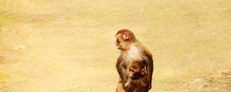 猴子是几级保护动物 猴子是几级保护动物2021