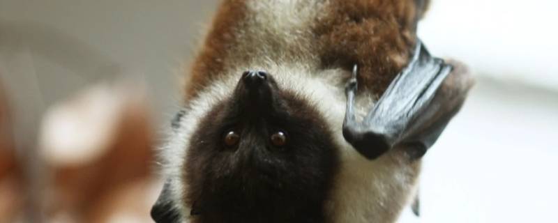 用什么药能驱赶蝙蝠 驱赶蝙蝠最有效的方法蝙蝠有什么药性