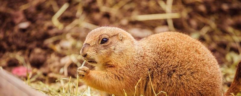 都有哪些动物会冬眠（请问有哪些动物会冬眠）