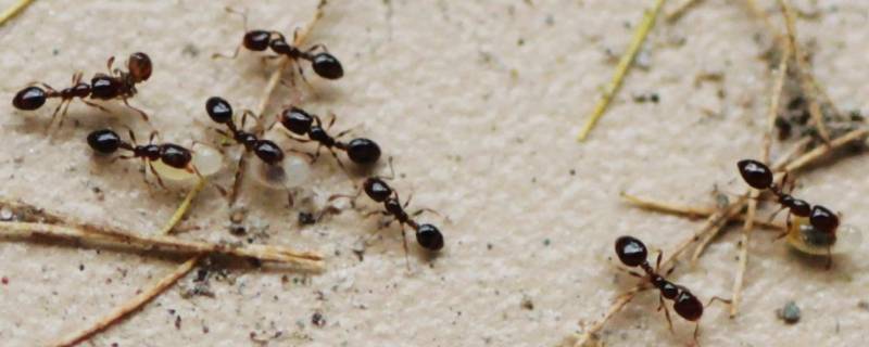 六楼家里有蚂蚁是什么原因 家住六楼蚂蚁是从哪上来的
