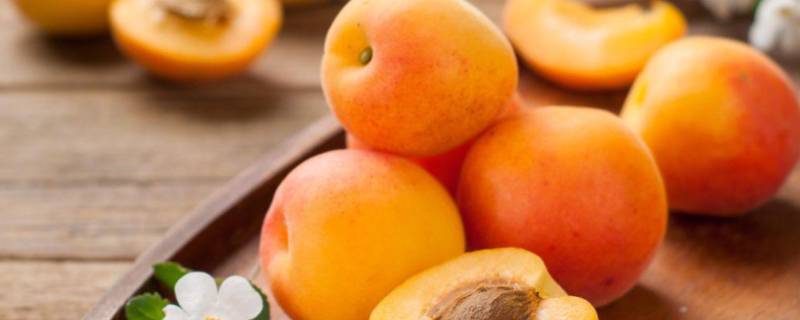 油杏和普通杏有什么区别 小白杏和油杏的区别