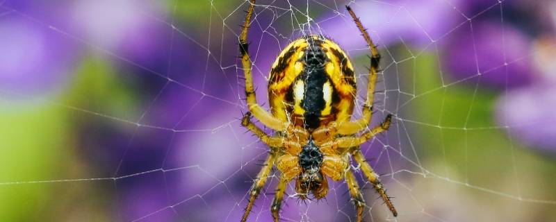 蜘蛛是怎么织网的 蜘蛛是怎么织网的作文