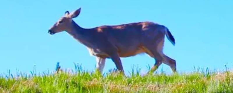 鹿的又小又短的尾巴有什么作用 鹿尾巴形状有长的,也有肥短