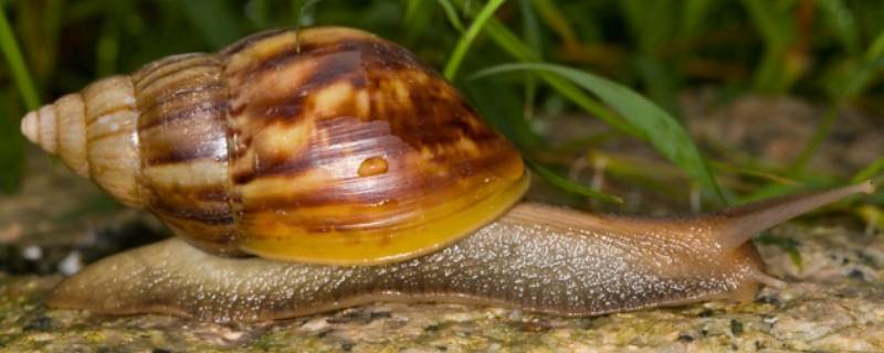 蜗牛是保护动物吗 非洲蜗牛是保护动物吗