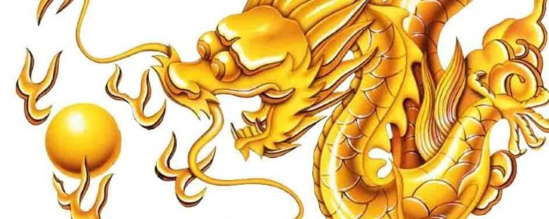 九爪金龙和五爪金龙的区别（五爪金龙与九爪金龙）