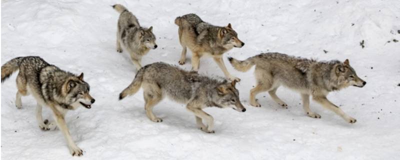 狼是独居还是群居（狼是群居的还是独居的）